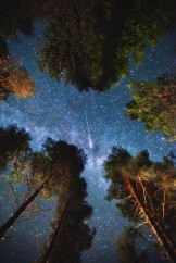 night sky through trees.jpg